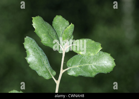 Kork-Eiche Quercus Suber (Fagaceae) Stockfoto