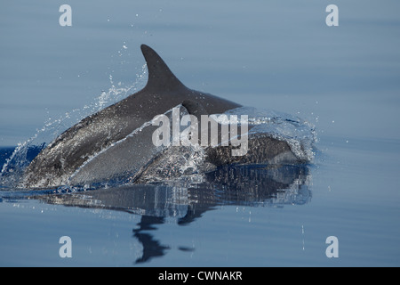 Pantropisch Spotted Dolphins, Stenella Attenuata, Schlankdelfine, Mutter und Kalb auftauchen, Malediven Stockfoto