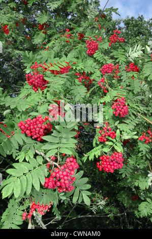 Rowan Sorbus Aucuparia Rosengewächse Stockfoto