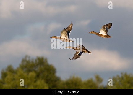 Stockente, Anas Platyrhynchus, Stockenten, Gruppe fliegen, Baden-Württemberg, Deutschland, Wildvögel Stockfoto