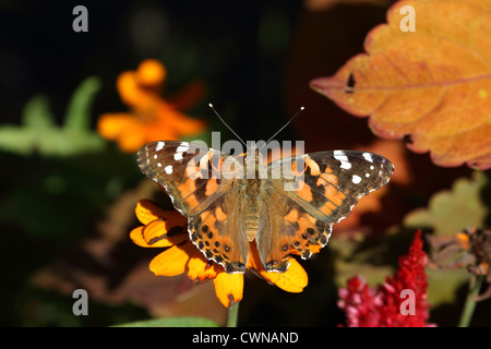 Ein amerikanischer Distelfalter Schmetterling, Vanessa Virginiensis, Fütterung auf eine Blume in einem Garten. Leaming Run Gardens, Cape May, New Jersey Stockfoto