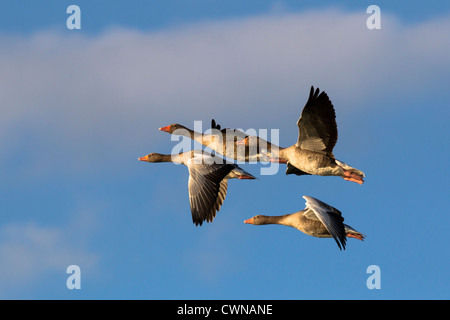 Graugänse, Graugänse, Anser Anser, Gruppe fliegen, Deutschland, Baden-Württemberg, Wildvögel Stockfoto