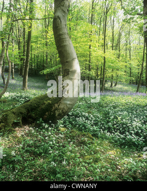 Allium Ursinum, Bärlauch, Bärlauch Stockfoto