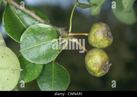 Wilde Birne Pyrus Pyraster Rosengewächse Stockfoto