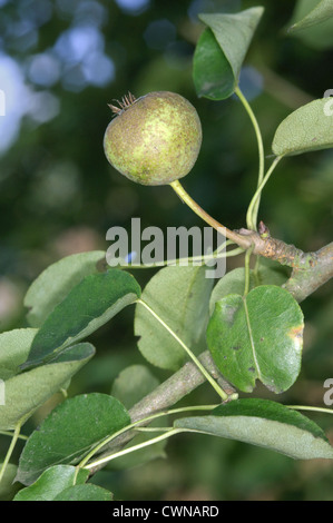 Wildbirne (Pyrus Pyraster) Früchte Reifen auf einem Ast, Argolis