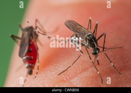 Zwei Asiatische Tigermücken (Aedes Albopictus) gleichzeitig auf der menschlichen Haut beißen. Stockfoto