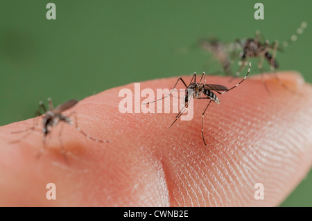 Weibchen der Asiatischen Tigermücke (aedes albopictus) beißen auf die menschliche Haut und bloodfeeding ein neues Ei Batch zu generieren. invasive, potenziell Krankheit - tragende Arten auf der ganzen Welt, in Katalonien, Spanien, wo es seit 2004 vorhanden ist fotografiert. Stockfoto