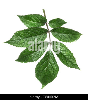 Rot-Kreuzungen Elder Sambucus racemosa Stockfoto