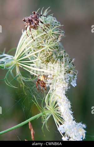 Kreuzspinne Araneus Diadematus, Europäische Kreuzspinne Stockfoto