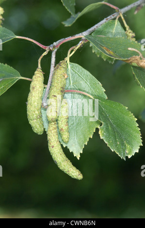 Downy Birke Betula Pubescens Betulaceae Stockfoto