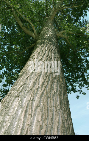 Hybrid-Pappel Populus X canadensis (Salicaceae) Stockfoto