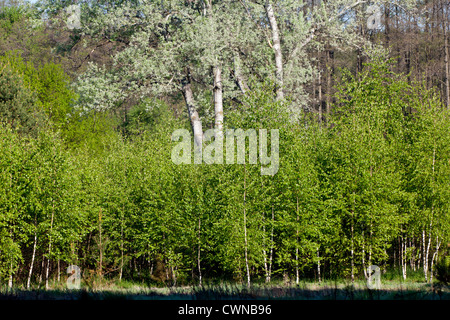 Frühling wilde Bäumen und bunte Blumen im Kampinos Kampinos Nationalpark, Polen, Europa, EU Farbe Stockfoto