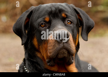Ein Nahporträt eines Rottweiler-Hundes mit schwarzem und braunem Fell, direkt in die Kamera blickend. Der Hund hat ausdrucksstarke braune Augen, schlampige Ohren und einen ruhigen, aufmerksamen Ausdruck. Er trägt eine Kette Stockfoto