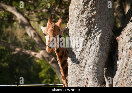 Rothschild-Giraffen (Giraffa Plancius Rothschildi) Stockfoto