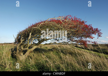 Gemeinsamen Weißdorn Crataegus Monogyna Rosengewächse Stockfoto