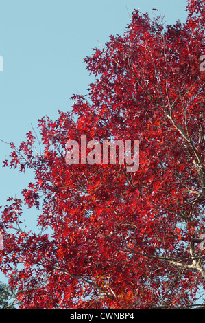 Scarlet Oak Quercus Coccinea (Fagaceae) Stockfoto