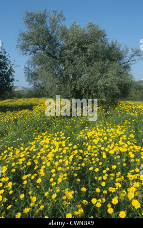 Olive tree in olive grove. Stockfoto