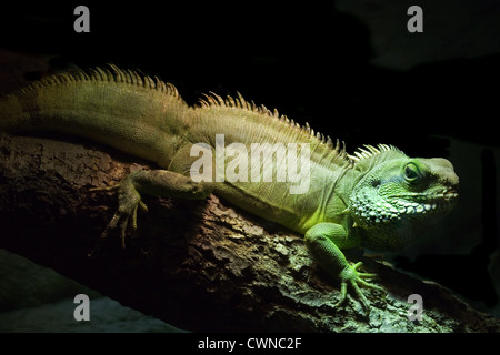 Grüne gemeinsame Leguan in der Dunkelheit Stockfoto