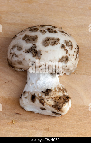 Falscher Tod-Cap (Amanita Citrina, aka A. Mappa) in Hälfte in Scheiben geschnitten und ruht auf einem Holzbrett. Essbar aber ungenießbar. Stockfoto