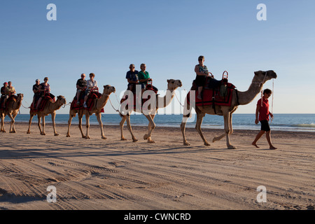 Gruppen von Touristen auf einen Sonnenuntergang Kamelritt, Cable Beach, Broome, Western Australia Stockfoto