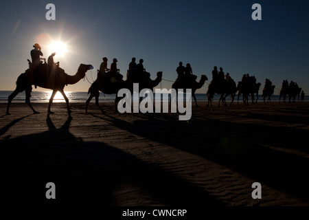 Gruppen von Touristen auf einen Sonnenuntergang Kamelritt, Cable Beach, Broome, Western Australia Stockfoto