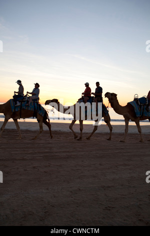 Gruppen von Touristen auf einen Sonnenuntergang Kamelritt, Cable Beach, Broome, Western Australia Stockfoto