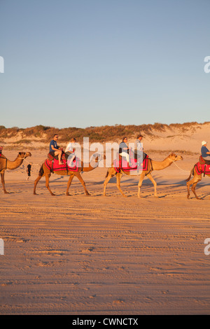 Gruppen von Touristen auf einen Sonnenuntergang Kamelritt, Cable Beach, Broome, Western Australia Stockfoto