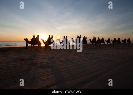 Gruppen von Touristen auf einen Sonnenuntergang Kamelritt, Cable Beach, Broome, Western Australia Stockfoto