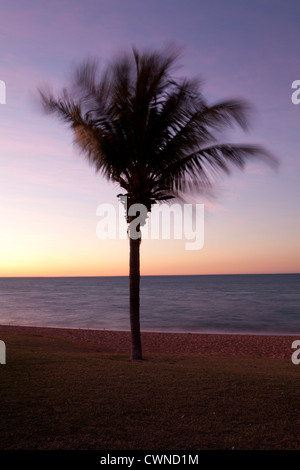 Palme bei Sonnenaufgang am Stadtstrand in Broome, Western Australia. Stockfoto