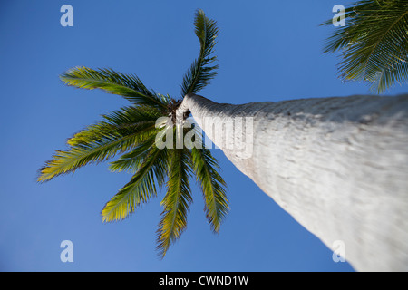 Palme vor einem blauen Himmel am Cable Beach in Broome, Westaustralien festgelegt. Stockfoto