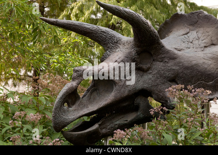 Triceratops Horridus Schädel gegossen - Smithsonian Natural History Museum - Washington, DC USA Stockfoto