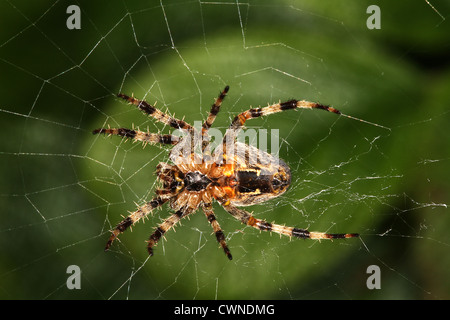 Kreuzspinne Web in Nahaufnahme. Stockfoto