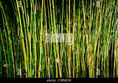Bambusbäume in einem Park in Manila, Philippinen Stockfoto