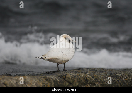 Erster winter Elfenbein Gull Pagophila Eburnea, Fetlar, Shetland, Scotland, UK Stockfoto