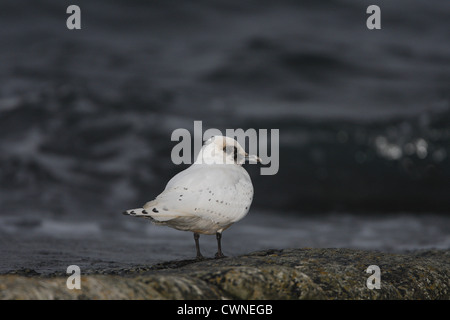 Erster winter Elfenbein Gull Pagophila Eburnea, Fetlar, Shetland, Scotland, UK Stockfoto