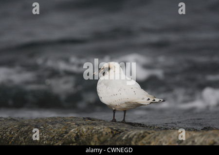 Erster winter Elfenbein Gull Pagophila Eburnea, Fetlar, Shetland, Scotland, UK Stockfoto