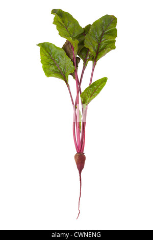 neue rote Rübe isoliert auf weißem Hintergrund mit grünen Blättern Stockfoto