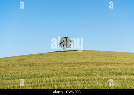 Eine Eiche und eine Bank (Möbel) stehend auf einem Hügel in einem Weizenfeld im Sommer. Stockfoto