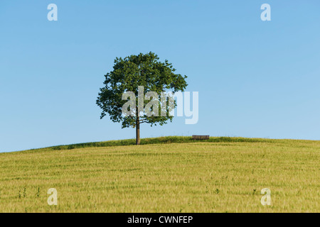 Eine Eiche und eine Bank (Möbel) stehend auf einem Hügel in einem Weizenfeld im Sommer. Stockfoto