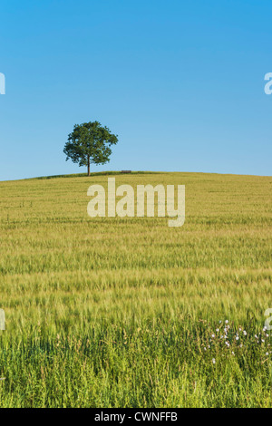 Eine Eiche und eine Bank (Möbel) stehend auf einem Hügel in einem Weizenfeld im Sommer. Stockfoto