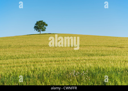 Eine Eiche und eine Bank (Möbel) stehend auf einem Hügel in einem Weizenfeld im Sommer. Stockfoto