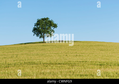 Eine Eiche und eine Bank (Möbel) stehend auf einem Hügel in einem Weizenfeld im Sommer. Stockfoto