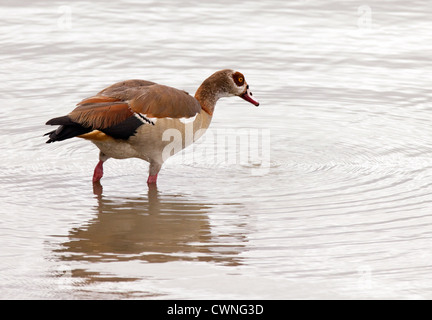 Ägyptische Gans (Alopochen aegyptiacus) im Manzesee, dem Selous Game Reserve Tansania Africa. Afrikanische Wildtiere Stockfoto