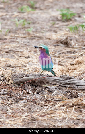 Ein Lilac breasted Roller Vogel (Coracias Caudatus) auf dem Boden, das Selous Game Reserve, Tansania, Afrika Stockfoto