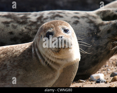 Seehunde, Phoca Vitulina, Happisburgh Winterton Beach, Norfolk, Großbritannien Stockfoto