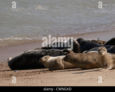 Seehunde, Phoca Vitulina, Happisburgh Winterton Beach, Norfolk, Großbritannien Stockfoto