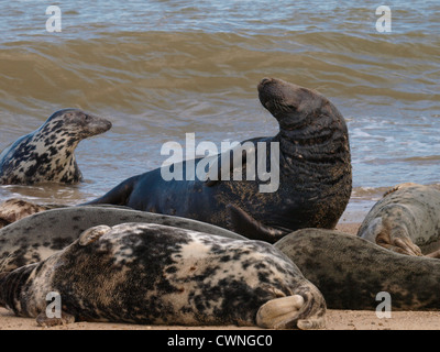 Dichtungen an Happisburgh Winterton Beach, Norfolk, Großbritannien Stockfoto