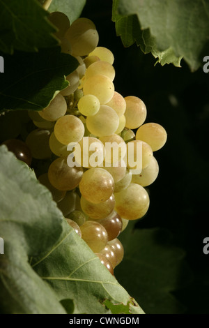 Bild: Steve Race - Macabeo Trauben reifen in den Weinbergen in der Nähe von Asco, Spanien. Stockfoto