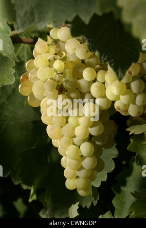 Bild: Steve Race - Macabeo Trauben reifen in den Weinbergen in der Nähe von Asco, Spanien. Stockfoto