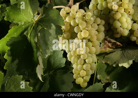 Bild: Steve Race - Macabeo Trauben reifen in den Weinbergen in der Nähe von Asco, Spanien. Stockfoto